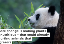 The giant panda’s diet is almost 100% bamboo. Costfoto/NurPhoto via Getty Images